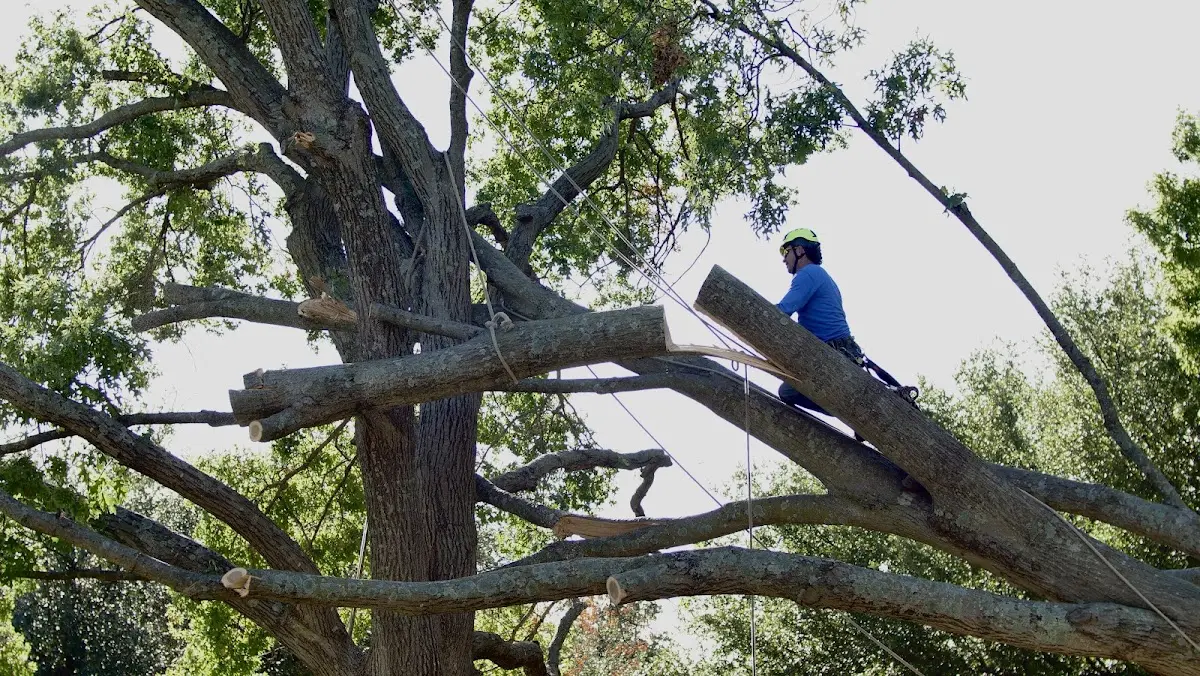 Professional Hazardous Tree Removal performed by certified arborists in Saint George Island