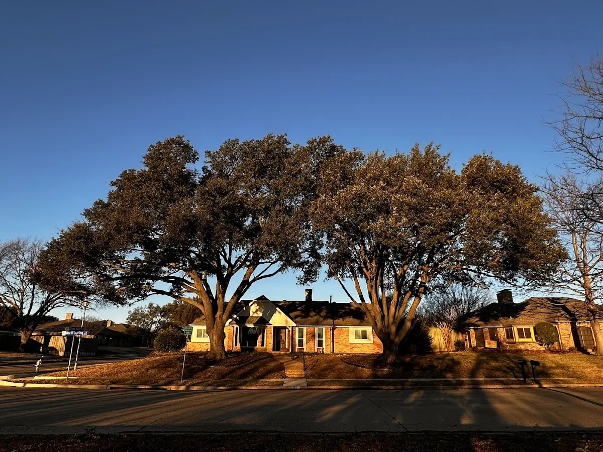 Established residential canopy tree shading a home in Saint George Island